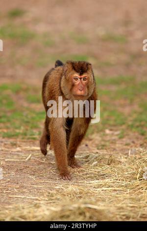 Macaco meridionale dalla coda di maiale (Macaca nemestrina), femmina adulta, Asia sudorientale Foto Stock