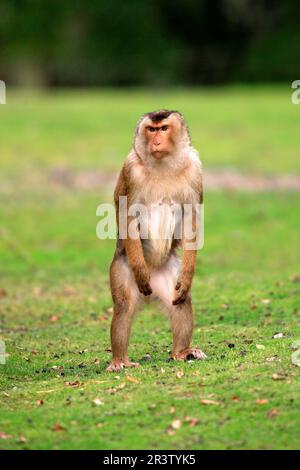 Macaco dalla coda di maiale meridionale (Macaca nemestrina), maschio adulto, Asia sudorientale Foto Stock