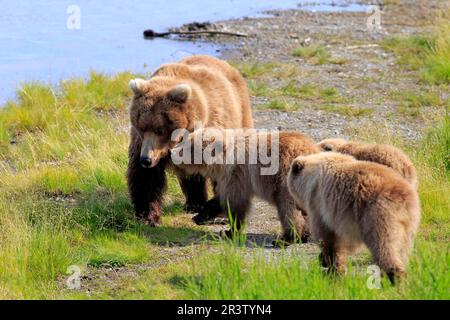 Grizzly Bear (Ursus arctos horribilis), madre con i giovani, Brookes River, Katmai Nationalpark, Alaska, Stati Uniti, Nord America Foto Stock