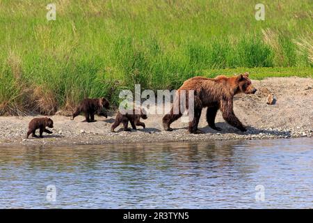 Grizzly Bear (Ursus arctos horribilis), madre con i giovani, Brookes River, Katmai Nationalpark, Alaska, Stati Uniti, Nord America Foto Stock