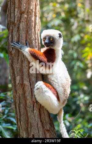 Lemur sifaka di Coquerel, Propithecus coquereli, animale di fauna selvatica del Madagascar Foto Stock