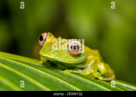 Boophis sibilans, rana dal Parco Nazionale di Ranomafana, Madagascar fauna selvatica Foto Stock