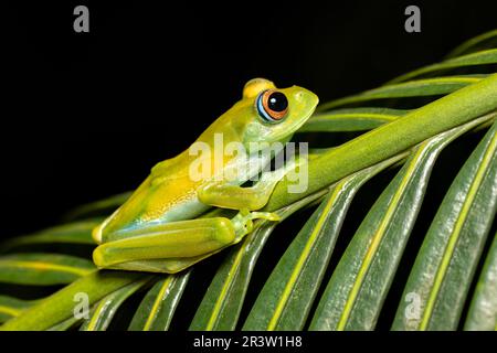 Boophis sibilans, rana dal Parco Nazionale di Ranomafana, Madagascar fauna selvatica Foto Stock