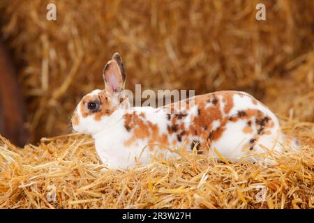 Coniglio nana Rex, Tricolore dalmata, coniglio domestico, coniglio nana Rex, coniglio nana Rex, Coniglio Rex Foto Stock