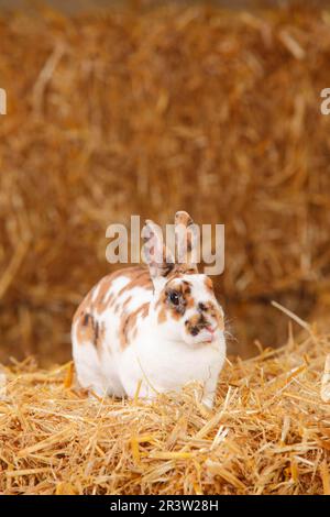 Coniglio nana Rex, Tricolore dalmata, coniglio domestico, coniglio nana Rex, coniglio nana Rex, Coniglio Rex Foto Stock