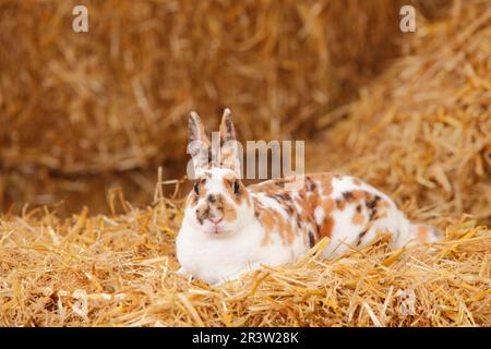 Coniglio nana Rex, Tricolore dalmata, coniglio domestico, coniglio nana Rex, coniglio nana Rex, Coniglio Rex Foto Stock