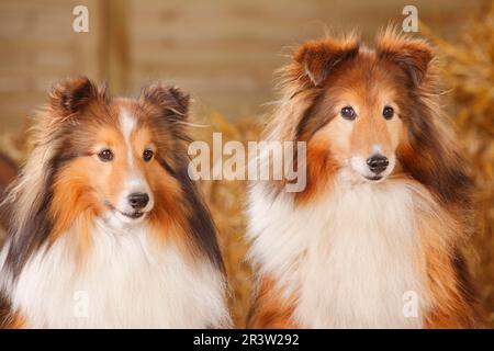 Sheltie, maschio, bianco-rosa, 11 anni, 12 anni, Shetland Sheepdog, vecchio cane Foto Stock