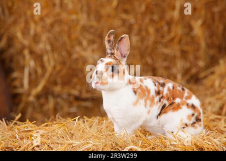 Coniglio nana Rex, Tricolore dalmata, coniglio domestico, coniglio nana Rex, coniglio nana Rex, Coniglio Rex Foto Stock