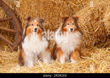 Sheltie, maschio, bianco-rosa, 11 anni, 12 anni, Shetland Sheepdog, vecchio cane Foto Stock