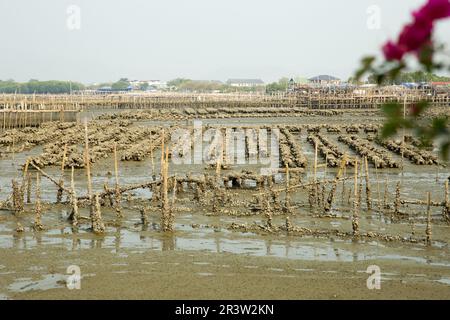 Le ostriche fattorie sulla costa della città. Foto Stock
