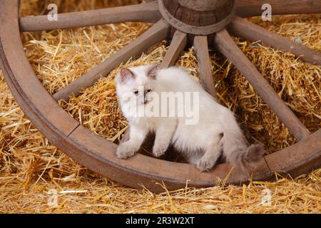 Neva Masquarade, gattino, 4 mesi, cartrota Foto Stock