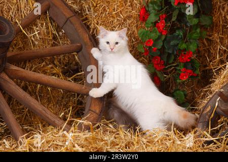 Neva Masquarade, gattino, 4 mesi, cartrota Foto Stock