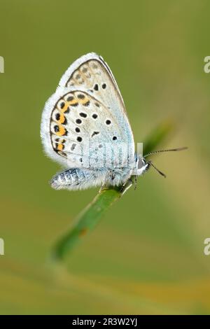 Geissklee-Blueing (Plebejus argus) (plebeius argus) Assia, Germania Foto Stock