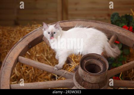 Neva Masquarade, gattino, 4 mesi, cartrota Foto Stock