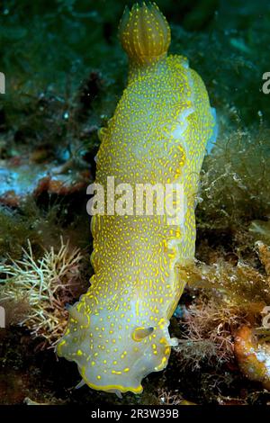 Lumaca stella giallo-violetta (Hypselodoris picta), nudibranch Foto Stock