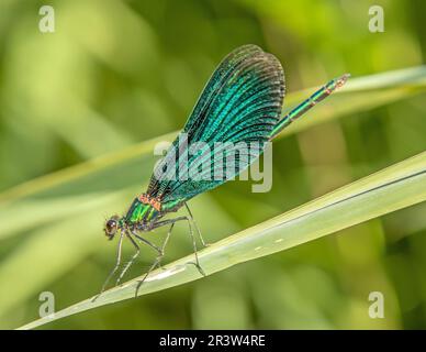 Damselfly con alette blu 'Calopteryx virgo Foto Stock