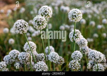 Bulbi di semina cipolla in piena fioritura con fiori bianchi in estate Foto Stock