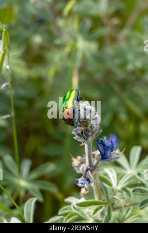 Scarabeo in rame verde lucido, metallico - Protaetia cuprea primo piano su foglia verde circondata da vegetazione in primavera. Noto anche come "chafer in rame". Foto Stock