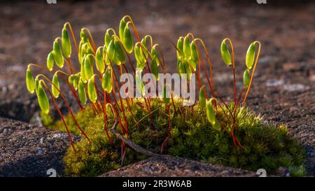 Capillare filo-muschio - Bryum capillare - crescere su un disco pavimentato. Foto Stock