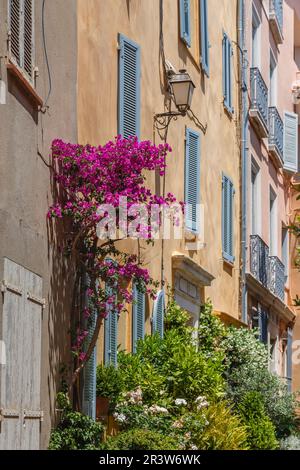 Bormes-les-Mimosas, vicolo con fiori, Provenza, sud della Francia Foto Stock