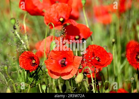 Colonia, Germania. 25th maggio, 2023. Papaveri fioriscono sul lato della strada. Nel Nord Reno-Westfalia, il tempo dovrebbe essere luminoso in molti luoghi nei prossimi giorni. Credit: Federico Gambarini/dpa/Alamy Live News Foto Stock