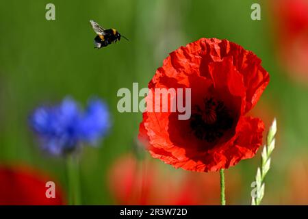 Colonia, Germania. 25th maggio, 2023. Papaveri fioriscono sul lato della strada. Nel Nord Reno-Westfalia, il tempo dovrebbe essere luminoso in molti luoghi nei prossimi giorni. Credit: Federico Gambarini/dpa/Alamy Live News Foto Stock