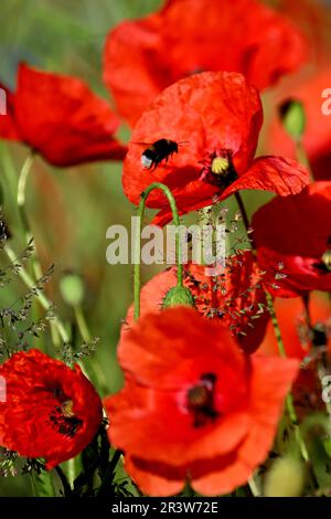 Colonia, Germania. 25th maggio, 2023. Papaveri fioriscono sul lato della strada. Nel Nord Reno-Westfalia, il tempo dovrebbe essere luminoso in molti luoghi nei prossimi giorni. Credit: Federico Gambarini/dpa/Alamy Live News Foto Stock