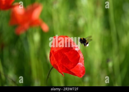 Colonia, Germania. 25th maggio, 2023. Papaveri fioriscono sul lato della strada. Nel Nord Reno-Westfalia, il tempo dovrebbe essere luminoso in molti luoghi nei prossimi giorni. Credit: Federico Gambarini/dpa/Alamy Live News Foto Stock