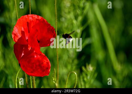 Colonia, Germania. 25th maggio, 2023. Papaveri fioriscono sul lato della strada. Nel Nord Reno-Westfalia, il tempo dovrebbe essere luminoso in molti luoghi nei prossimi giorni. Credit: Federico Gambarini/dpa/Alamy Live News Foto Stock