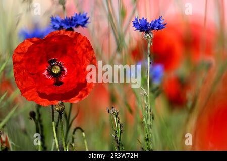 Colonia, Germania. 25th maggio, 2023. Papaveri fioriscono sul lato della strada. Nel Nord Reno-Westfalia, il tempo dovrebbe essere luminoso in molti luoghi nei prossimi giorni. Credit: Federico Gambarini/dpa/Alamy Live News Foto Stock