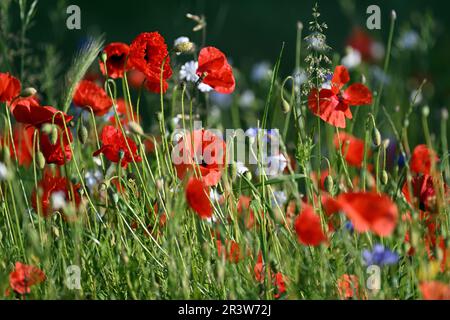 Colonia, Germania. 25th maggio, 2023. Papaveri fioriscono sul lato della strada. Nel Nord Reno-Westfalia, il tempo dovrebbe essere luminoso in molti luoghi nei prossimi giorni. Credit: Federico Gambarini/dpa/Alamy Live News Foto Stock