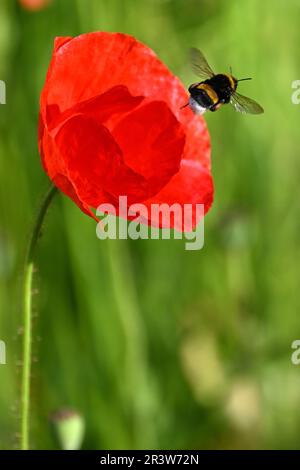 Colonia, Germania. 25th maggio, 2023. Papaveri fioriscono sul lato della strada. Nel Nord Reno-Westfalia, il tempo dovrebbe essere luminoso in molti luoghi nei prossimi giorni. Credit: Federico Gambarini/dpa/Alamy Live News Foto Stock