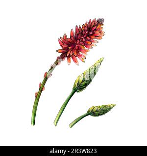 Acquerello con disegno botanico Set di fiori di aloe vera e gambi di fiori su sfondo bianco. Immagini realistiche e dettagliate per illustrazioni, adesivi Foto Stock