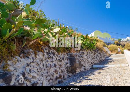 A pochi passi dalla scogliera che conduce dai ristoranti di pesce sulla spiaggia di ciottoli di Korfos e dal porto dell'isola di Therasia al villaggio di Manolas, al bordo della scogliera, Mar Egeo, Grecia Foto Stock