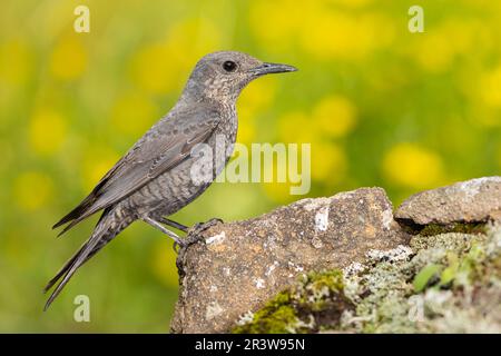 Blue Rock Thrush (Monticola solitarius), vista laterale di una femmina adulta arroccata su una roccia, Campania, Italia Foto Stock