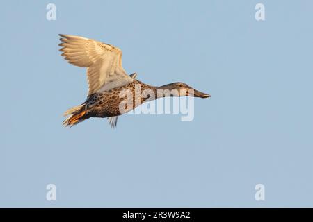 Northern Shoveler (spatola clypeata, vista laterale di una donna adulta in volo, Campania, Italia Foto Stock