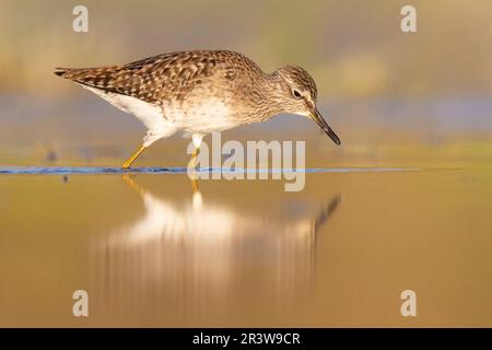 Legno Sandpiper (Tringa glareola), vista laterale di un adulto che cattura insetti, Campania, Italia Foto Stock