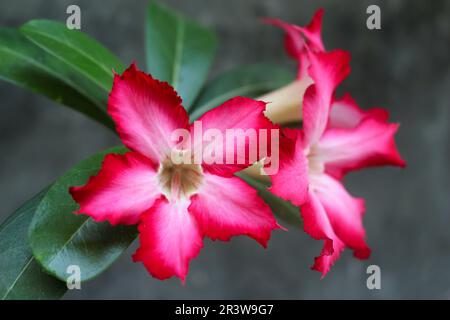 Bellissimi fiori rossi di Adenium Obesum Foto Stock