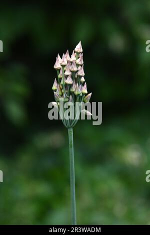 Porro bulgaro Foto Stock