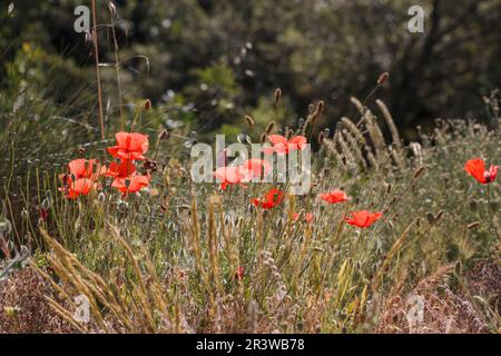 Papaveri nel Luberon, Provenza, sud della Francia Foto Stock