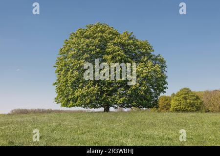 Aesculus hippocastanum, castagno comune cavallo in un prato nel mese di maggio Foto Stock