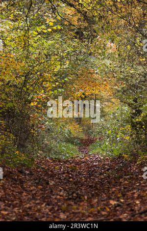 Faggio in autunno con radura, Inruper Berg, Lengerich, Renania settentrionale-Vestfalia Foto Stock