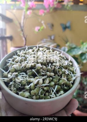 Mano che tiene il fagiolo di Mung/germoglio verde del grammo in una ciotola di ceramica/giardino di balcone Foto Stock