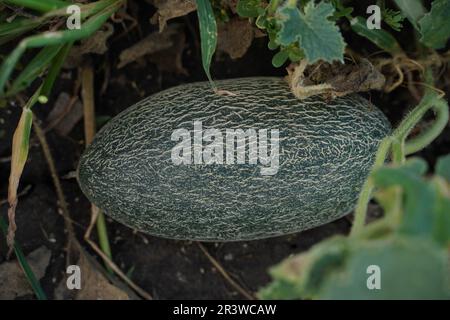 Melone maturo verde. Melone che cresce nel giardino in foglie verdi Foto Stock