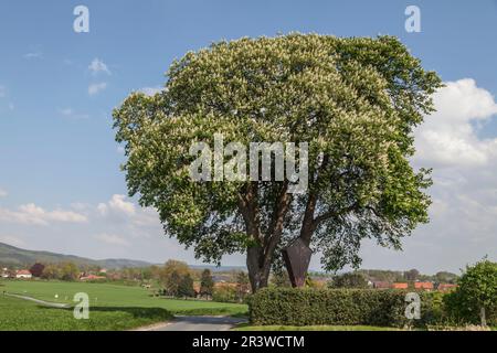 Castagno di cavallo (Aesculus hippocastanum) nel mese di aprile, Bad Iburg, bassa Sassonia, Germania Foto Stock