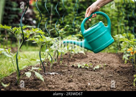 Annaffiatura di pomodoro in orto. Giardinaggio organico Foto Stock