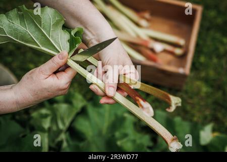 Raccolto di rabarbaro in giardino biologico. Gli agricoltori tagliano a mano il fusto di rabarbaro con un coltello Foto Stock