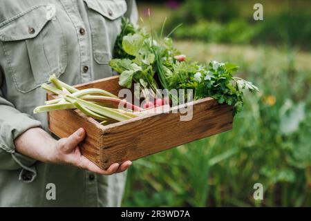 Donna appena raccolto verdura dal giardino. Raccolto in azienda agricola biologica. Agricoltore che detiene una cassa di legno con foglie di rabarbaro, ravanello e prezzemolo Foto Stock