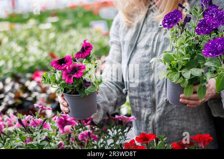 Donna scegliendo petunia e calibrachoa pianta per acquistare al mercato dei fiori Foto Stock