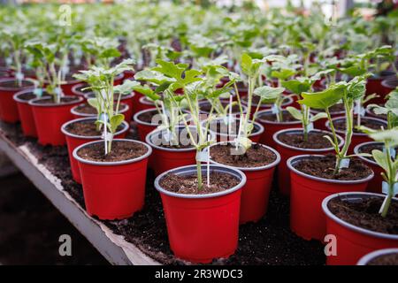 Anguria di plantare. Piante in vaso in vaso di fiori a serra. Giardinaggio a scuola materna di pianta Foto Stock